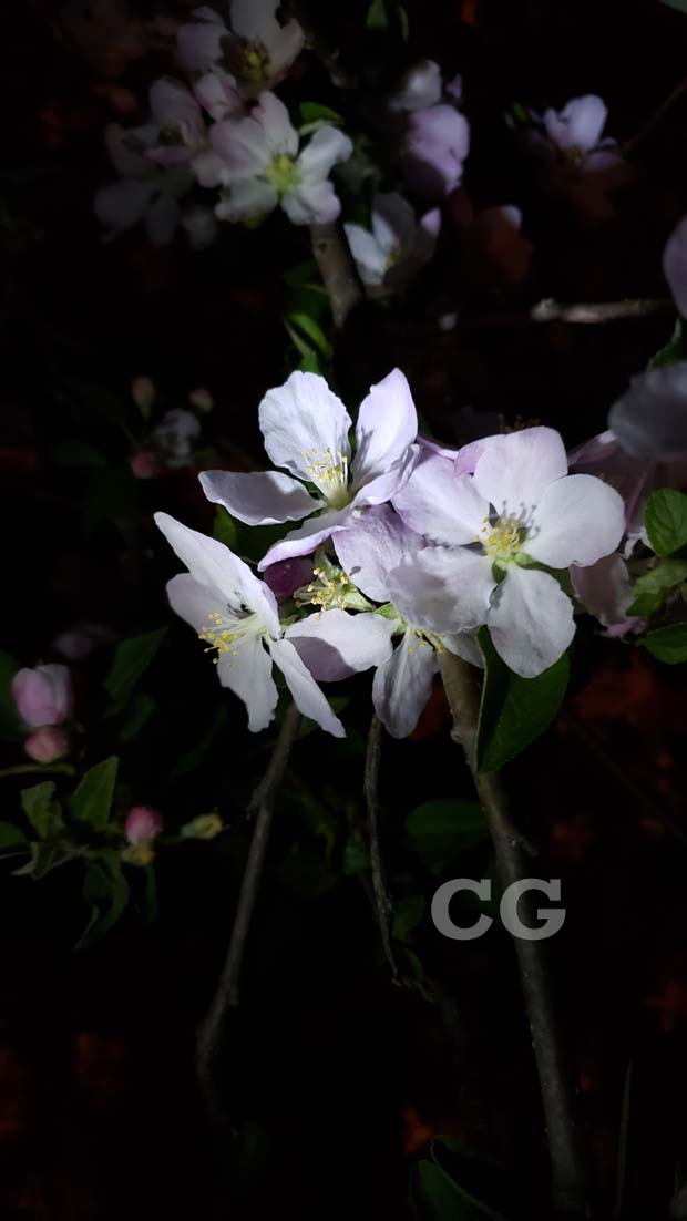 Blossoms at Night